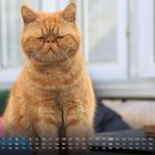 Kalender für Juni mit Wochentagen und Zahlen. Dahinter sitzt eine orangefarbene Katze vor einem Fenster.