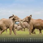 Kalender mit Juni-Daten. Zwei Elefanten balgen sich spielerisch auf einer grünen Savanne, umgeben von anderen Elefanten.