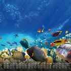 Kalender vom Juni mit Wochentagen. Farbenfrohe Fische und wunderschöne Korallen in einer Unterwasserszene.