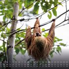 Kalender für den Monat Juni mit Wochentagen und Zahlen. Ein Faultier hängt an Kabeln unter grünen Blättern.