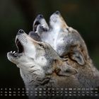 Kalender mit Zahlen und Wochentagen; drei heulende Wölfe in Seitenansicht.