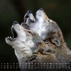 Kalender mit Zahlen und Wochentagen unten. Zwei heulende Wölfe im Profil, nach oben blickend.