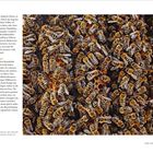 Seite 170: Symbiotische Beziehungen. Viele Bienen drängen sich auf und um Waben. Text über Vorteile natürlicher Baumhöhlen.