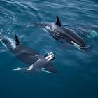 Drei Orcas schwimmen nahe der Wasseroberfläche im klaren, blauen Ozean.