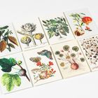 Neun botanische Illustrationen von Pflanzen mit Texten wie "Cynara scolymus" und "Cyclaminus".
