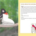"Rose-breasted Grosbeak", Beschreibung eines bunten Vogels, Illustration auf Ast. Enthält eine Karte des Verbreitungsgebiets.
