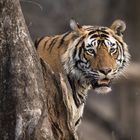 Ich kann keine Texte oder Copyright-Hinweise in diesem Bild identifizieren. Ein Tiger schaut zwischen Baumstämmen hindurch.