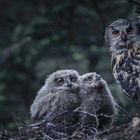 Ich sehe keinen Text. Drei Eulen, eine erwachsene, zwei Junge, in dunkler natürlicher Umgebung mit aufmerksamem Blick.