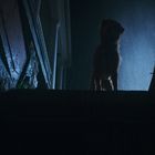 Das Bild zeigt einen Hund bei Regen auf einer Treppe in der Dunkelheit, beleuchtet von hinten mit blauem Licht.