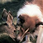 Ein Reh und ein Collie berühren sanft ihre Nasen auf einer Wiese.