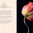 "Poppies. Hillhaven Garden, Washington, Shoreline, Washington, USA, Normandy, France." Rechts eine Mohnblume auf schwarzem Grund.