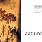 Rechts steht "autumn". Links verblühte Pflanzen werfen lange Schatten auf eine Wand in warmem Licht.