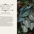 "Black Velvet Alocasia: Alocasia 'Black Velvet'. Bright indirect light, Height 1-2 feet, Spread 1-2 feet." Links Text, rechts dunkle Blätter mit silbernen Adern.
