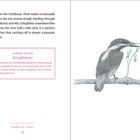 Text beschreibt Kingfisher-Vorkommen. Illustration eines Kingfishers auf Ast mit Eidechse im Schnabel.