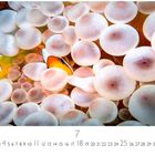 „Clownfisch“ steht neben bunten Fischen, versteckt in weichen, rosa Anemonen. Kalenderseite mit Juli-Daten darunter.