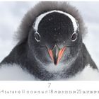 Zahlenreihe 1-31, hervorgehoben: 4, 11, 18, 25. Großzahl "7". Nahaufnahme eines Pinguins im Schnee.