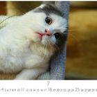 Kalender mit Monat Juli. Eine Katze mit geneigtem Kopf schaut aufmerksam in die Kamera.
