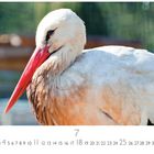 "Casares Edition" unten links, Kalendarium unten; im Zentrum ein Storch mit rotem Schnabel und weißen Federn.