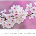 Zweig mit Kirschblüten, rosa Hintergrund. Unterhalb Kalenderdaten und die Zahl 7.