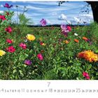 7, Casares Edition. Eine lebendige Blumenwiese mit bunten Blüten und einem blauen Himmel im Hintergrund.