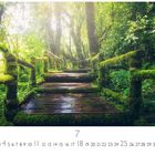 Kalenderseite: „4, 11, 18, 25“ sind sonntags markiert. Ein moosbedeckter Holzweg durch dichten, sonnigen Wald.