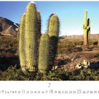 „Los Cardones National Park“, „7“. Mehrere große Kakteen in einer Wüstenlandschaft vor Bergkulisse bei blauem Himmel.