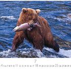 Text: "Braunbär auf Lachsfang". Ein Braunbär steht im Flusswasser und hält einen Fisch im Maul. Unten ist eine Kalenderseite.