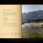 Rezept für Ziegenfrischkäserolle mit gebackenen Feigen. Links Text, rechts Ziegen auf einem Feld vor Bergen.