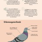 Beobachtungstipps: Die Straßentaube findest du in der ganzen Stadt. Erkennungsmerkmale: Illustration einer Taube.