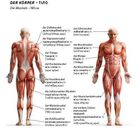 Beschreibung der Muskeln des menschlichen Körpers, vorne und hinten, mit deutschen und ukrainischen Bezeichnungen.