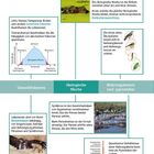 Auf einen Blick: Die ökologische Nische vereint eine Art mit ihrer Umwelt. Konkurrenz verhindert Koexistenz gleicher Nischen.