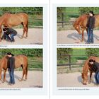 "So lernen Pferde", "Jedem Pferd kann (fast) alles lernen"; Pferd und Person mit Leckerchen auf Matte im Freien.