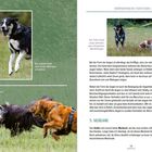 KÖRPERSPRACHE VERSTEHEN: 5 WICHTIGE MERKMALE. Bei diesem Hund sind starke Walaugen erkennbar.