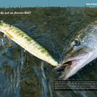 "Was fällt dir auf an diesem Bild?" Zwei Hechte im Wasser, einer mit einem Wobbler im Maul.