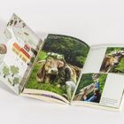 Linke Seite zeigt eine Karte mit "SCHWEIG" und "DAS HAUS IM". Rechte Seite: Fotos von Kühen mit Blumenkränzen.