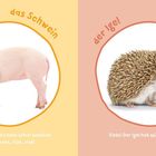 Auf zwei Hälften: Links "das Schwein", rechts "der Igel". Ein Ferkel und ein Igel sind jeweils in der Mitte abgebildet.