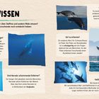 Spannendes Wal-Wissen: Erkunde faszinierende Fakten über Wale und Delfine, einschließlich einzigartiger Merkmale und Gesänge.