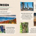 Spannendes Baum-Wissen: Mehr als drei Billionen Bäume auf der Erde. Wachsen überall außer in der Antarktis.