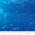 Text unten: "7" über einer Kalenderdarstellung für den Monat mit Tagen von 1 bis 31. Hintergrund: Schwarm Fische im blauen Wasser.