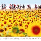 Kalender mit Juli-Daten; Sonnenblumenfeld im Vordergrund, Radrennfahrer in bunter Kleidung dahinter, blauer Himmel.