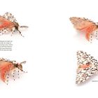 Links steht: "Noctuoidea Erebidae Lymantriinae Lymantriini". 
Darunter Text über Abwehrmanöver. 
Abbildungen von Motten mit roten und gemusterten Flügeln.