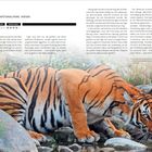 "Tiger. Sundarbans-Nationalpark, Indien. Kosten: 0. Gefahr: 6. Spektakel: 8. Tiger an Wasserstelle."