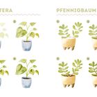 Links: "MONSTERA" mit vier Topfpflanzen. Rechts: "PFENNIGBAUM" mit vier ähnlichen Topfpflanzen. Illustrierter Stil.