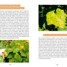 „Wie kann ich allgemein Pflanzenkrankheiten vorbeugen?“ und „Was ist das Gurkenmosaikvirus?“ mit Bildern von Pflanzenblättern.