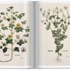 Zwei botanische Illustrationen. Links "Baumwoll" mit gelben Blüten und rechts "Krottenmüll" mit weißen Blüten.