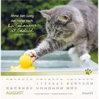 Zitat von Ralph Waldo Emerson über Geduld. Katze spielt mit gelber Ente an einem Wasserbecken. Kalender für August.
