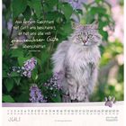 Text: „Aus seinem Reichtum hat Gott uns beschenkt; er hat uns alle mit grenzenloser Güte überschüttet.“ Johannes 1,16.  
Ein flauschige graue Katze sitzt vor grünen Blättern und Fliederblüten. Darunter Juli Kalender. 