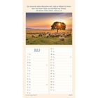 Matthäus 9,36: Jesus hatte Mitleid, Menschen wie Schafe ohne Hirten. Kalenderblatt für Juli mit Schafen bei Sonnenuntergang.