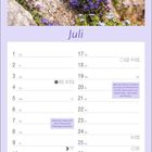 Juli. Blaukissen lassen sich durch Teilung oder Stecklinge vermehren. Blumen auf Felsen, lila Blüten. Kalenderlayout.