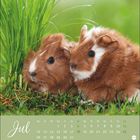 "Jul" steht in eleganter Schrift, darunter ein Kalender. Zwei Meerschweinchen kuscheln im Gras.